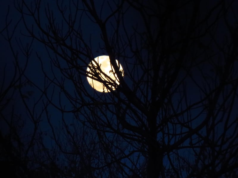 Moonlit Nuptials